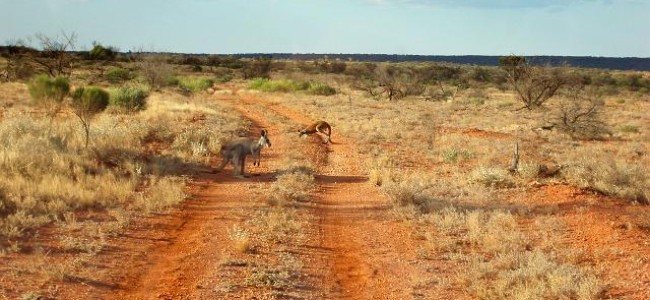 Den australske outbacken Den australske outbacken