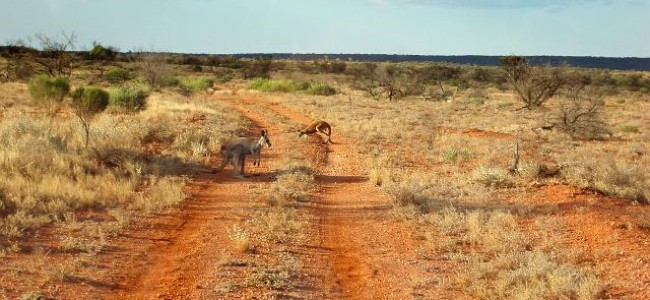 Den australske outbacken