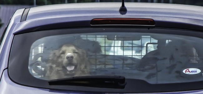 Hund i varm bobil Hund i varm bobil