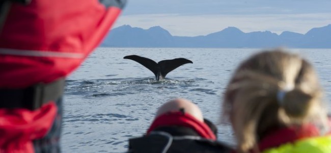 Naturbasert turisme tar av