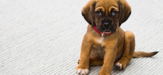 På reise med hunden din: Tips for en avslappende ferie På reise med hunden din: Tips for en avslappende ferie